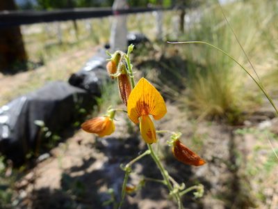Adesmia grandiflora, photographed by Guillermo Debandi