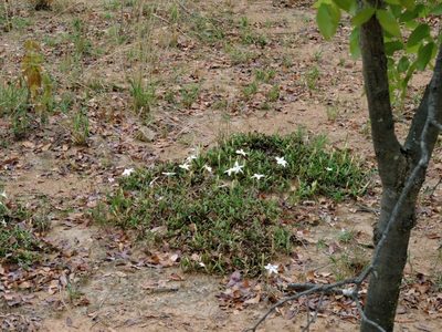 Leptactina benguelensis, photographed by i_c_riddell