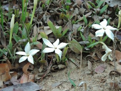 Leptactina benguelensis, photographed by i_c_riddell
