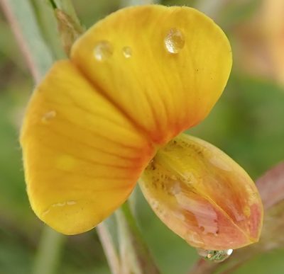 Argyrolobium tuberosum, photographed by Peter Warren