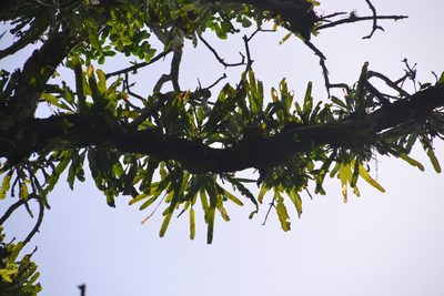Niphidium crassifolium, photographed by Letizia Weichgrebe