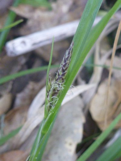Carex globosa, photographed by lotusmorning