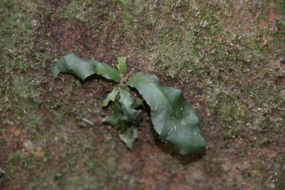 Asplenium serratum, photographed by Letizia Weichgrebe