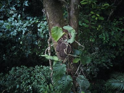 Monstera dubia, photographed by Letizia Weichgrebe