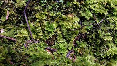 Thuidium laeviusculum, photographed by Peter de Lange