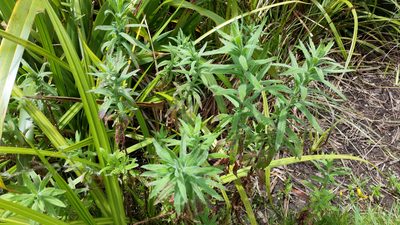Epilobium hirtigerum, photographed by Peter de Lange