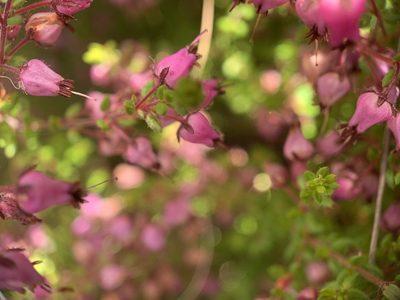 Erica thimifolia, photographed by Matthew Fainman