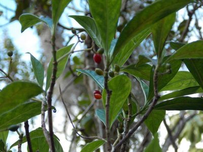 Psychotria ligustrifolia, photographed by Alison Copeland