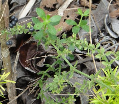 Trichogalium bermudense, photographed by Alison Copeland