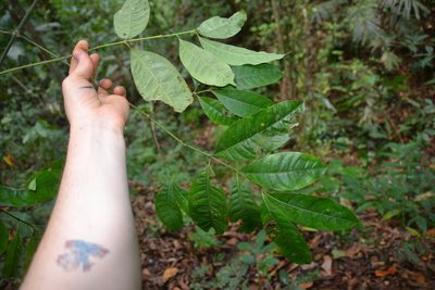 Faramea occidentalis, photographed by Letizia Weichgrebe
