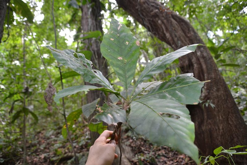 Alseis blackiana, photographed by Letizia Weichgrebe