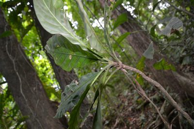 Alseis blackiana, photographed by Letizia Weichgrebe