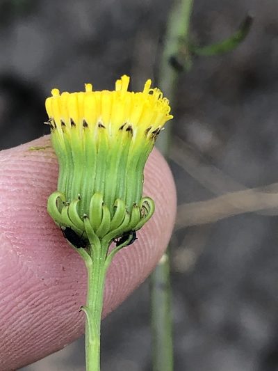 Senecio chrysocoma, photographed by Dave U