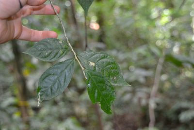 Pombalia prunifolia, photographed by Letizia Weichgrebe