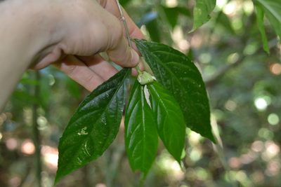 Pombalia prunifolia, photographed by Letizia Weichgrebe