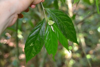 Pombalia prunifolia, photographed by Letizia Weichgrebe