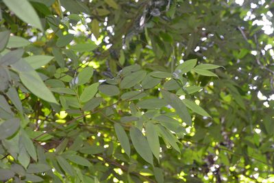 Xylopia macrantha, photographed by Letizia Weichgrebe