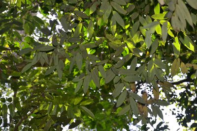 Xylopia macrantha, photographed by Letizia Weichgrebe