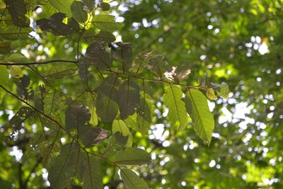 Virola sebifera, photographed by Letizia Weichgrebe