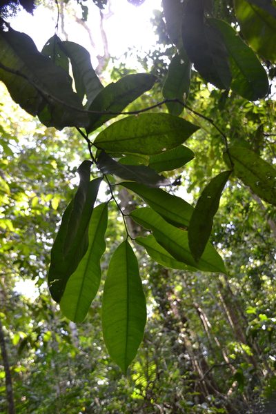 Swartzia simplex, photographed by Letizia Weichgrebe