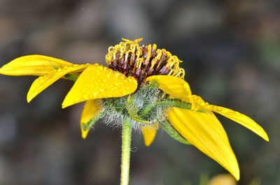 Helianthus exilis, photographed by Don Loarie
