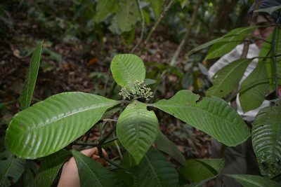 Psychotria limonensis, photographed by Letizia Weichgrebe