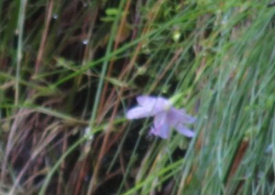 Geissorhiza uliginosa, photographed by Nicola van Berkel