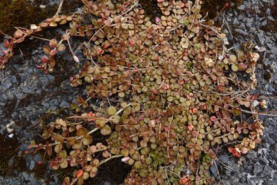 Epilobium nerterioides, photographed by John Barkla