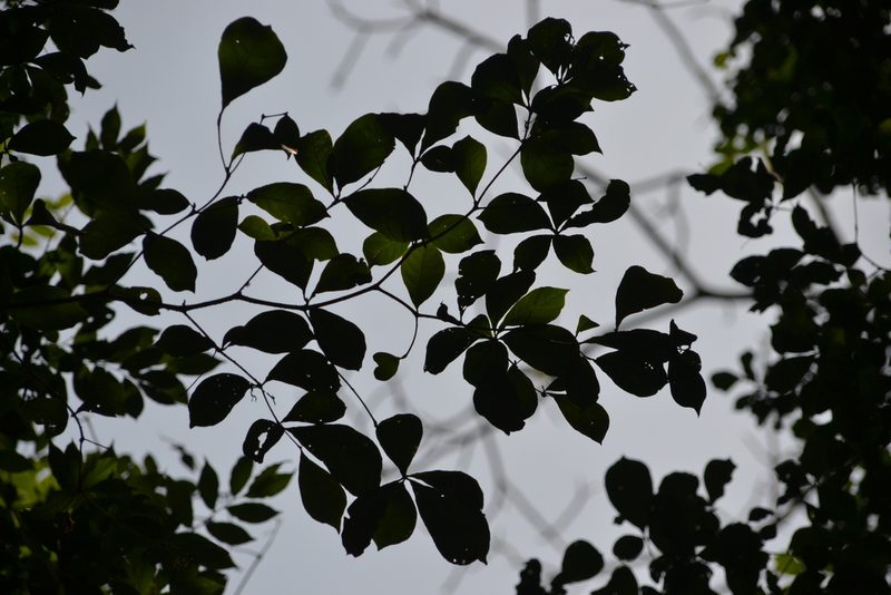 Terminalia amazonia, photographed by Letizia Weichgrebe