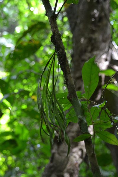 Pleopeltis christensenii, photographed by Letizia Weichgrebe