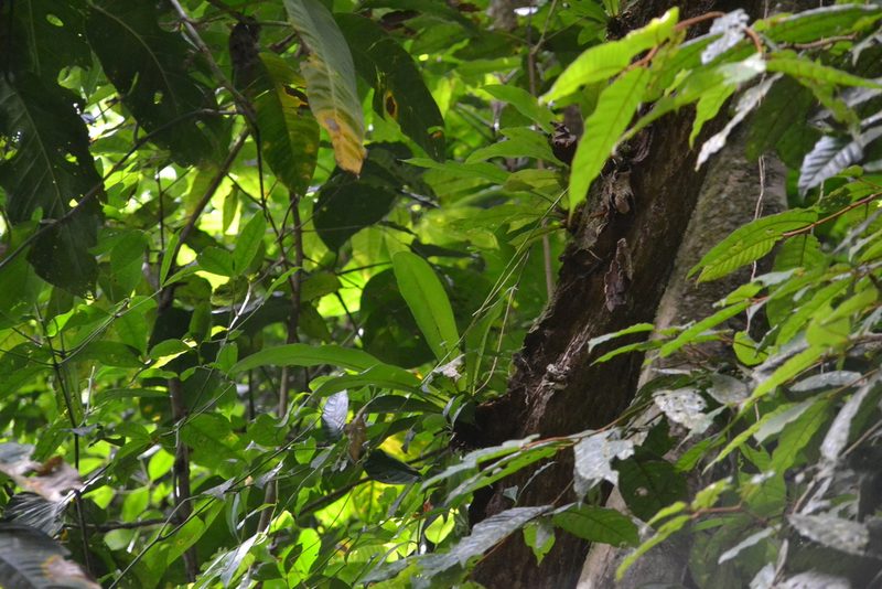 Asplenium serratum, photographed by Letizia Weichgrebe