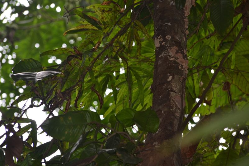Lygodium radiatum, photographed by Letizia Weichgrebe