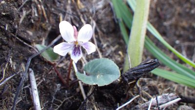 Viola sieboldii, photographed by Yoshimasa Uchiyama