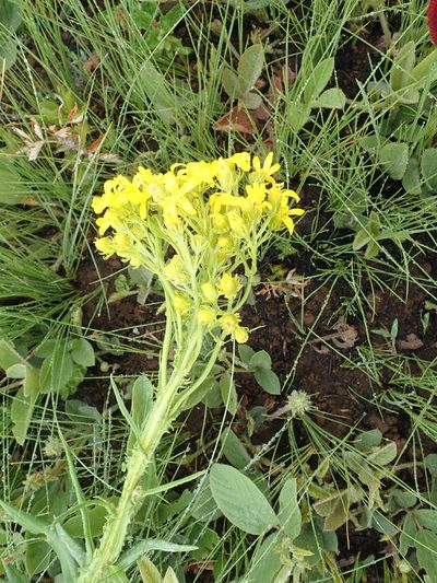 Senecio decurrens, photographed by Peter Warren