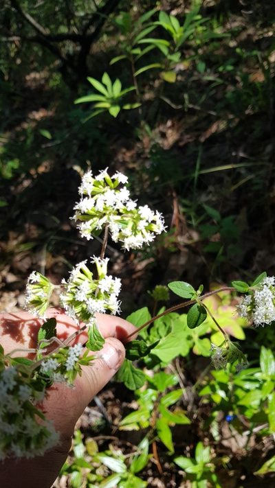 Stevia monardifolia, photographed by Eugenio Padilla