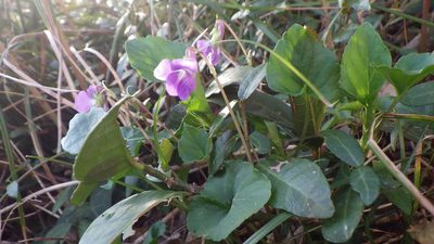 Viola obtusa, photographed by Yoshimasa Uchiyama