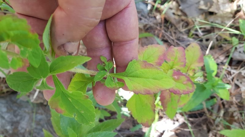 Stevia monardifolia, photographed by Eugenio Padilla