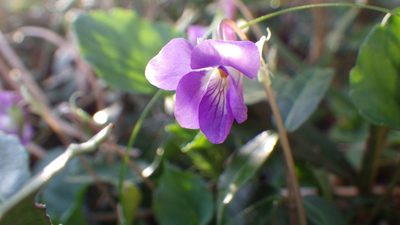 Viola obtusa, photographed by Yoshimasa Uchiyama