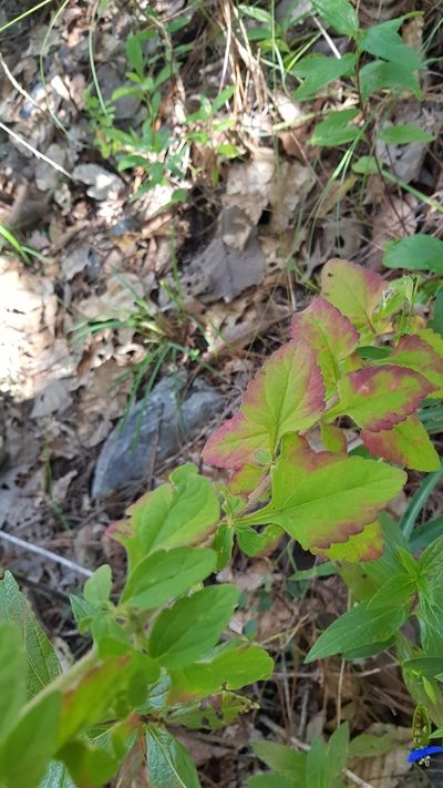 Stevia monardifolia, photographed by Eugenio Padilla