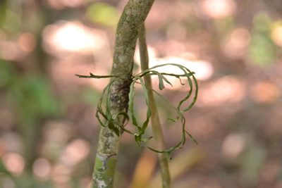 Pleopeltis christensenii, photographed by Letizia Weichgrebe