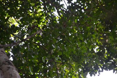 Prioria copaifera, photographed by Letizia Weichgrebe