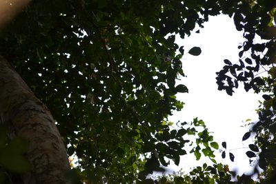 Prioria copaifera, photographed by Letizia Weichgrebe