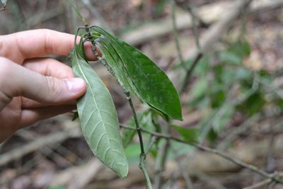 Psychotria marginata, photographed by Letizia Weichgrebe