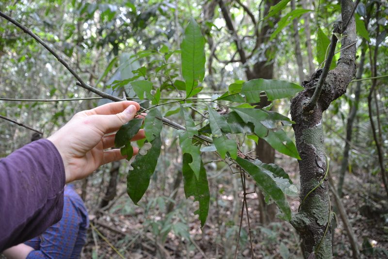 Trichilia tuberculata, photographed by Letizia Weichgrebe