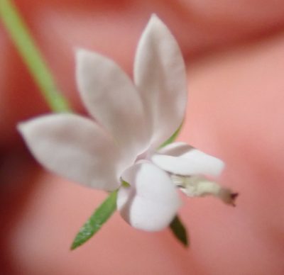Monopsis alba, photographed by Nicola van Berkel