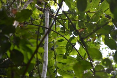 Dipteryx oleifera, photographed by Letizia Weichgrebe