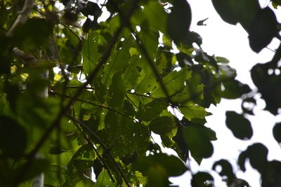 Dipteryx oleifera, photographed by Letizia Weichgrebe