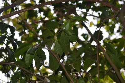 Sorocea affinis, photographed by Letizia Weichgrebe