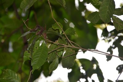 Sorocea affinis, photographed by Letizia Weichgrebe