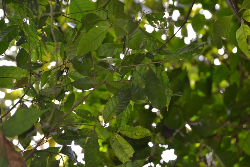 Sorocea affinis, photographed by Letizia Weichgrebe